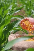 Bor Gübre Mısır İçin Gübre Bor 8- 5Lt Kalite ve Verim Artar, Geliştirir, Korur - 3