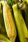 Bor Gübre Mısır İçin Gübre Bor 8- 5Lt Kalite ve Verim Artar, Geliştirir, Korur - 7