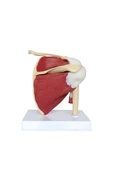 Medikaltec Kaslı Omuz Maketi Model33 – D - Medikaltec Kaslı Omuz Maketi Model33 thumbnail 3