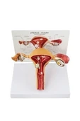 Medikaltec Uterus Pelvik TabanMaketi Mod - Medikaltec Uterus Pelvik TabanMaketi Model thumbnail 2