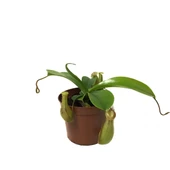 Nepenthes Alata (Su İbriği Bitkisi) thumbnail 1
