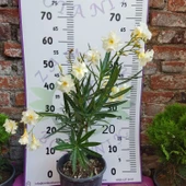 Zakkum Çiçeği (Nerium oleander) - Renkli ve Dayanıklı Çiçekli Bitki thumbnail 4