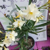 Zakkum Çiçeği (Nerium oleander) - Renkli ve Dayanıklı Çiçekli Bitki thumbnail 5