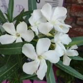 Zakkum Çiçeği (Nerium oleander) - Renkli ve Dayanıklı Çiçekli Bitki thumbnail 2