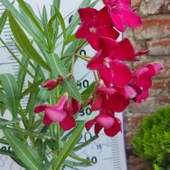 Zakkum Çiçeği (Nerium oleander) - Renkli ve Dayanıklı Çiçekli Bitki thumbnail 6