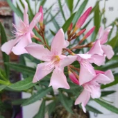 Zakkum Çiçeği (Nerium oleander) - Renkli ve Dayanıklı Çiçekli Bitki thumbnail 8