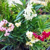 Zakkum Çiçeği (Nerium oleander) - Renkli ve Dayanıklı Çiçekli Bitki thumbnail 3