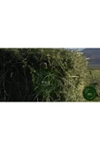 Canbay Doğal Ürünler DOĞAL KURU YONCA KEMİRGEN OTU-TAVŞAN-GİNEPİG-HAMSTER 2500 Gr - 5