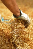 1 Kg Arpa - Buğray Samanı - Kemirgen Otu - Kuş Otu - Folluk Otu - Sürüngen Otu - Yavrulama Altlığı - 2