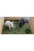 Canbay Doğal Ürünler DOĞAL KURU YONCA KEMİRGEN OTU-TAVŞAN-GİNEPİG-HAMSTER 2500 Gr - 4