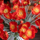 Yapay Çiçek Gelincik Çiçeği Kırmızı Renk 3 Çiçek 1 Tomurcuk 59Cm thumbnail 7