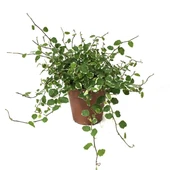 Ficus Pumila 'Variegata' (Kauçuk Çiçeği) thumbnail 1