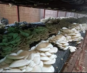 1 kg İstiridye Mantar Tohumu( 4 adet ekim poşeti hediyeli) thumbnail 2