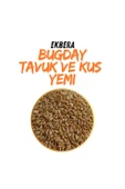 EKBERA Tavuk, Güvercin Ve Kanatlılar Için Yemlik Buğday (SARI TANE) - 10 Kg - 2
