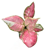 Aglaonema 'Jazzy Red' (Çin Herdemyeşili) thumbnail 2