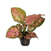 Aglaonema 'Jazzy Red' (Çin Herdemyeşili) thumbnail 1