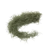 Tillandsia Usneoides (Hava Bitkisi) thumbnail 2