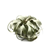 Tillandsia Xerographica (Hava Bitkisi) thumbnail 1