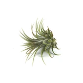 Tillandsia Harrisii (Hava Bitkisi) thumbnail 1