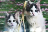 5D Elmas Boyama Kedi Tablosu - 1