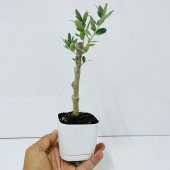 Ücretsiz Kargo Saksıda Minyatür Bonsai Yapımına Uygun Hediyelik Zeytin Fidanı (Lüx Saksı) - 2
