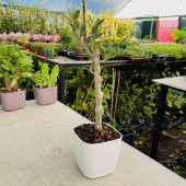 Ücretsiz Kargo Saksıda Minyatür Bonsai Yapımına Uygun Hediyelik Zeytin Fidanı (Lüx Saksı) - 4