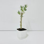 Ücretsiz Kargo Saksıda Minyatür Bonsai Yapımına Uygun Hediyelik Zeytin Fidanı (Lüx Saksı) - 8