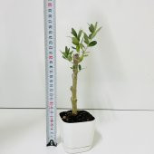 Ücretsiz Kargo Saksıda Minyatür Bonsai Yapımına Uygun Hediyelik Zeytin Fidanı (Lüx Saksı) - 10
