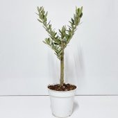 Ücretsiz Kargo Saksıda Minyatür Bonsai Yapımına Uygun Hediyelik Zeytin Fidanı 13lük Saksı - 1