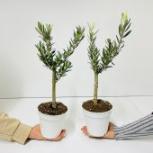 Ücretsiz Kargo Saksıda Minyatür Bonsai Yapımına Uygun Hediyelik Zeytin Fidanı 13lük Saksı - 4