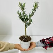 Ücretsiz Kargo Saksıda Minyatür Bonsai Yapımına Uygun Hediyelik Zeytin Fidanı 13lük Saksı - 9