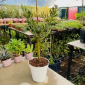 Ücretsiz Kargo Saksıda Minyatür Bonsai Yapımına Uygun Hediyelik Zeytin Fidanı 13lük Saksı - 6