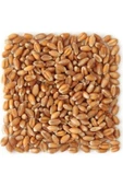Şenapa Gıda Yemlik Buğday 25 Kg - Kuş-tavuk-kaz-ördek, Kanatlı Yemi - 1