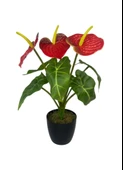 Yapay Çiçek Antoryum Siyah Saksılı Yapay Bitki Salon Çiçeği Kırmızı thumbnail 6