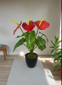Yapay Çiçek Antoryum Siyah Saksılı Yapay Bitki Salon Çiçeği Kırmızı thumbnail 5