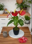 Yapay Çiçek Antoryum Siyah Saksılı Yapay Bitki Salon Çiçeği Kırmızı thumbnail 2