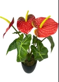 Yapay Çiçek Antoryum Siyah Saksılı Yapay Bitki Salon Çiçeği Kırmızı thumbnail 7