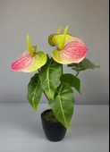 Yapay Çiçek Antoryum Siyah Saksılı Yapay Bitki Salon Çiçeği Pembe Yeşil thumbnail 2