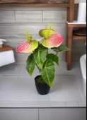 Yapay Çiçek Antoryum Siyah Saksılı Yapay Bitki Salon Çiçeği Pembe Yeşil thumbnail 4