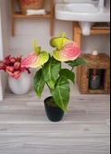 Yapay Çiçek Antoryum Siyah Saksılı Yapay Bitki Salon Çiçeği Pembe Yeşil thumbnail 5