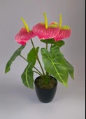 Yapay Çiçek Antoryum Siyah Saksılı Yapay Bitki Salon Çiçeği Pembe thumbnail 2