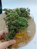 Trabzon Yayla Kekiği 100 gr ( %100 Doğal, Kurutulmuş ) - 4