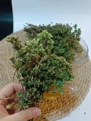 Trabzon Yayla Kekiği 100 gr ( %100 Doğal, Kurutulmuş ) - 6