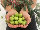 HATAY HALHALI ZEYTİN 2 KG - 3