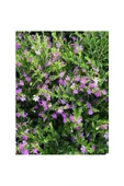 Kufeya Cennet Çiçeği Mor Cuphea Hyssopifolia 10-20 cm thumbnail 2