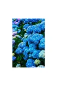 Hydrangea Mocnophylla Koyu Mavi Canlı Ortanca Çiçeği Fidanı 10-20 cm thumbnail 1