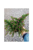 Kufeya Cennet Çiçeği Mor Cuphea Hyssopifolia 10-20 cm thumbnail 3