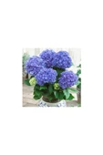 Hydrangea Mocnophylla Koyu Mavi Canlı Ortanca Çiçeği Fidanı 10-20 cm thumbnail 2