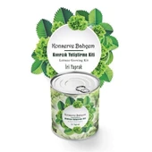 BUFFER® Konserve Bahçem Evde Konservede İri Yapraklı Kıvırcık Yetiştirme Kiti thumbnail 4