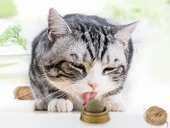 Kedi Otu Oyun Topu - 5